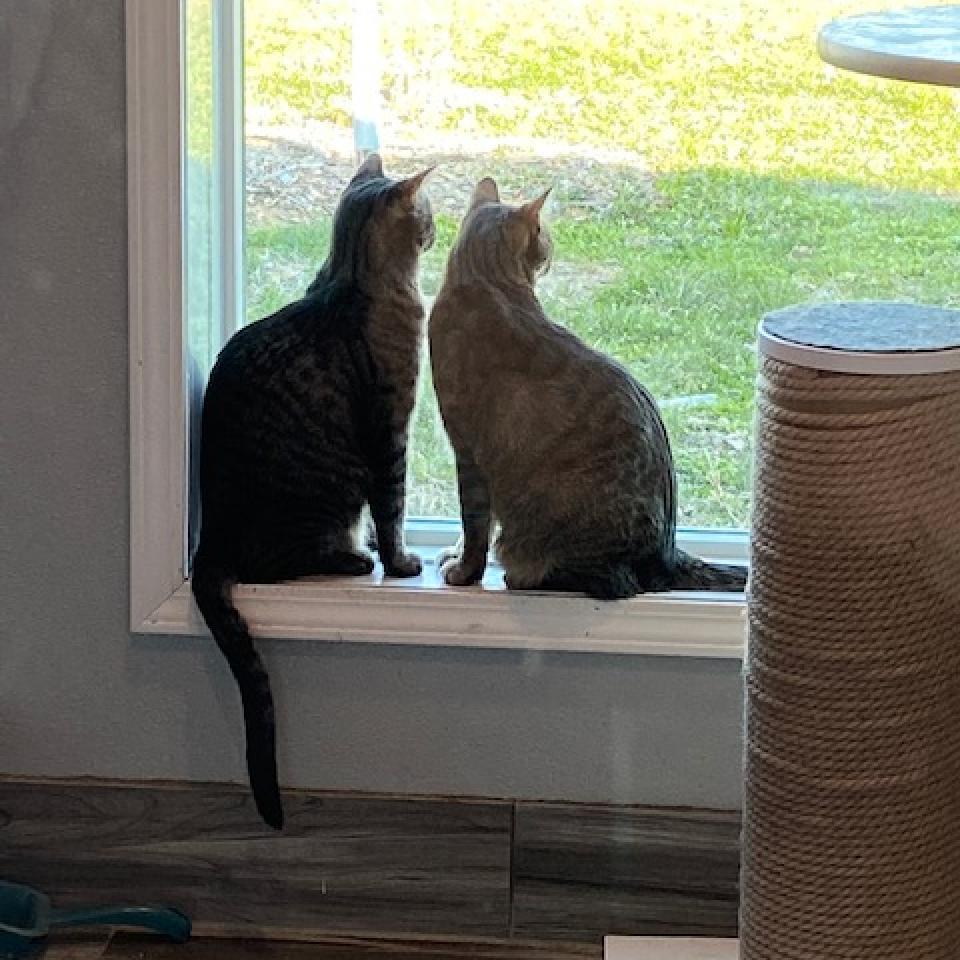 Mew, a Adoptable mixed breed in West Des Moines, IA image 2/4