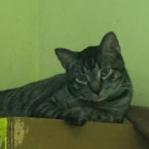 Mew, a Adoptable mixed breed in West Des Moines, IA image 3/4