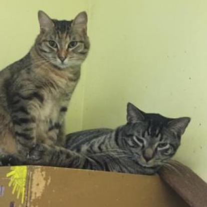 Mew, a Adoptable mixed breed in West Des Moines, IA image 4/4