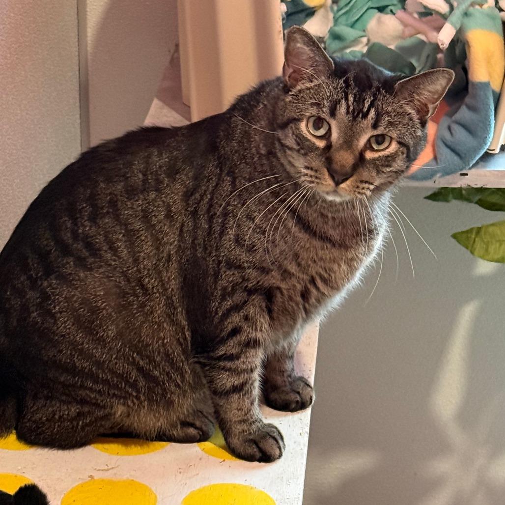 Enlarge Mew, a Adoptable mixed breed in West Des Moines, IA image 4/4