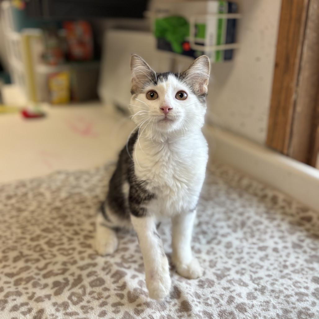 Enlarge Scuttle -- In Foster, a Adoptable Domestic Medium Hair in Fargo, ND image 1/2