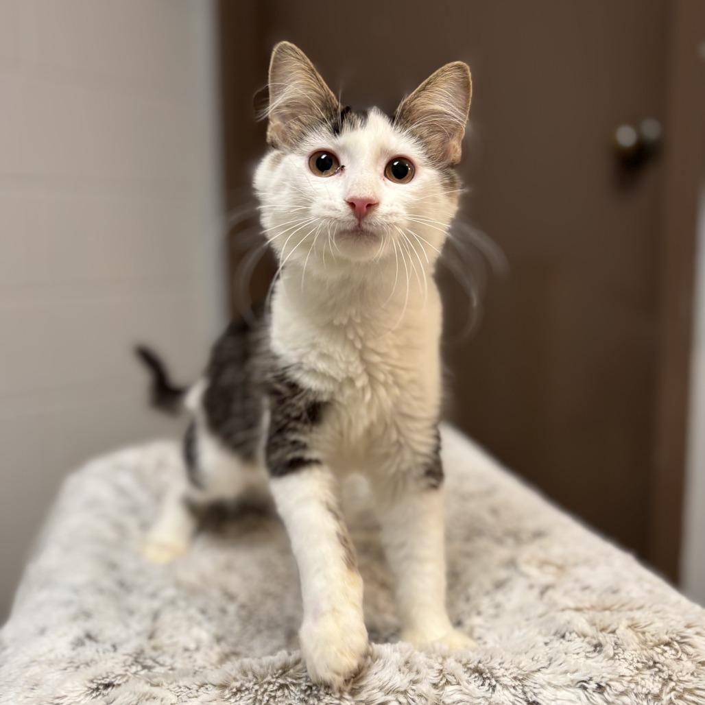 Enlarge Scuttle -- In Foster, a Adoptable Domestic Medium Hair in Fargo, ND image 2/2