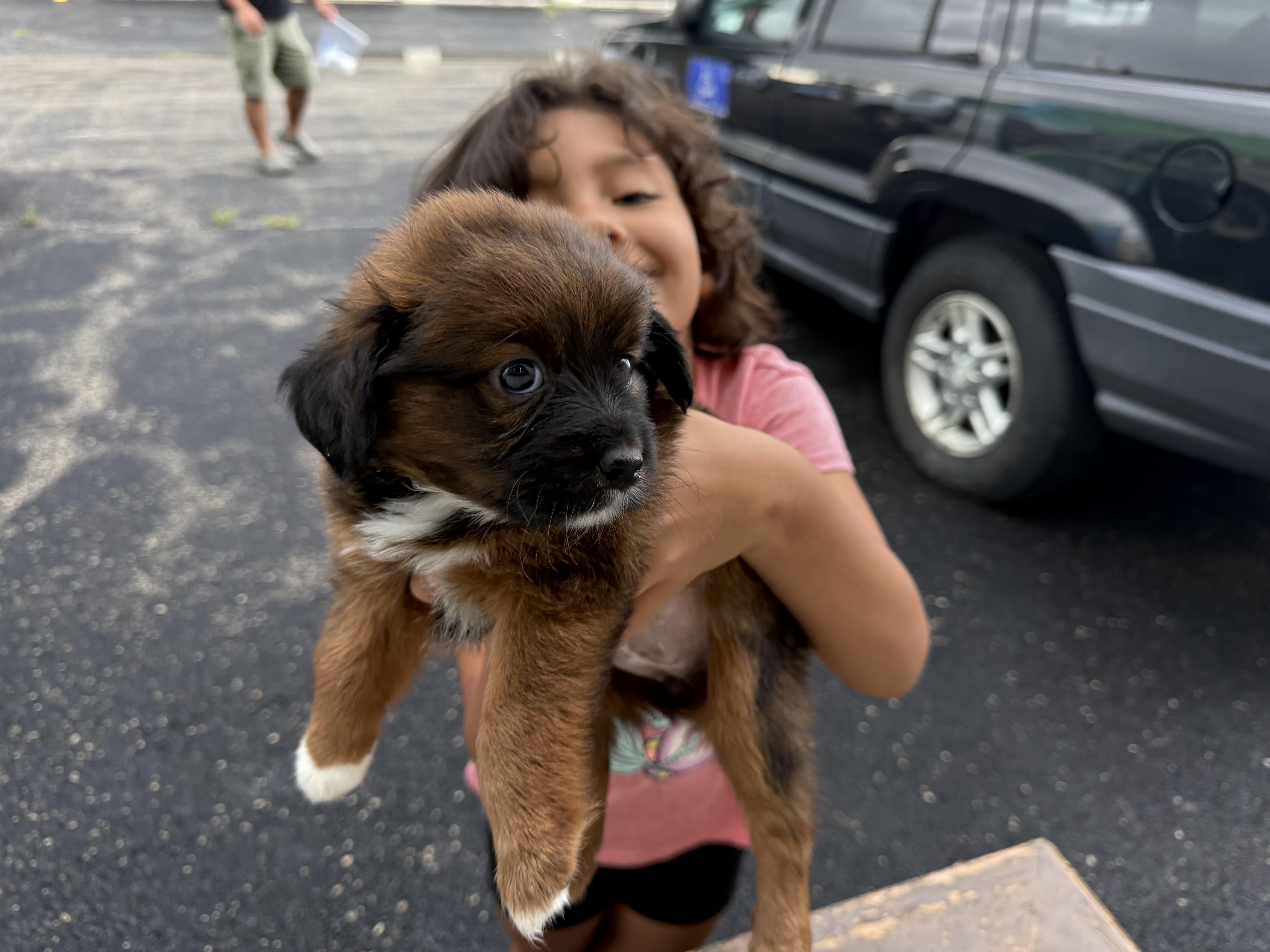 Enlarge Nifty, an adopted mixed breed in Aurora, IL image 2/5