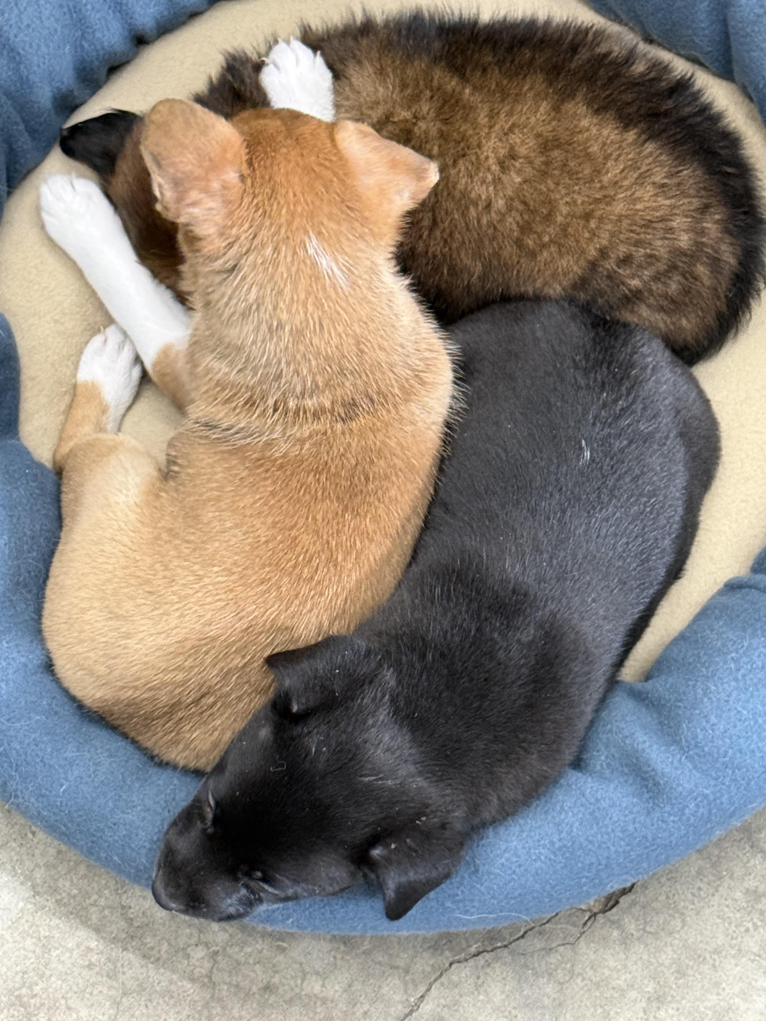 Enlarge Nifty, an adopted mixed breed in Aurora, IL image 4/5