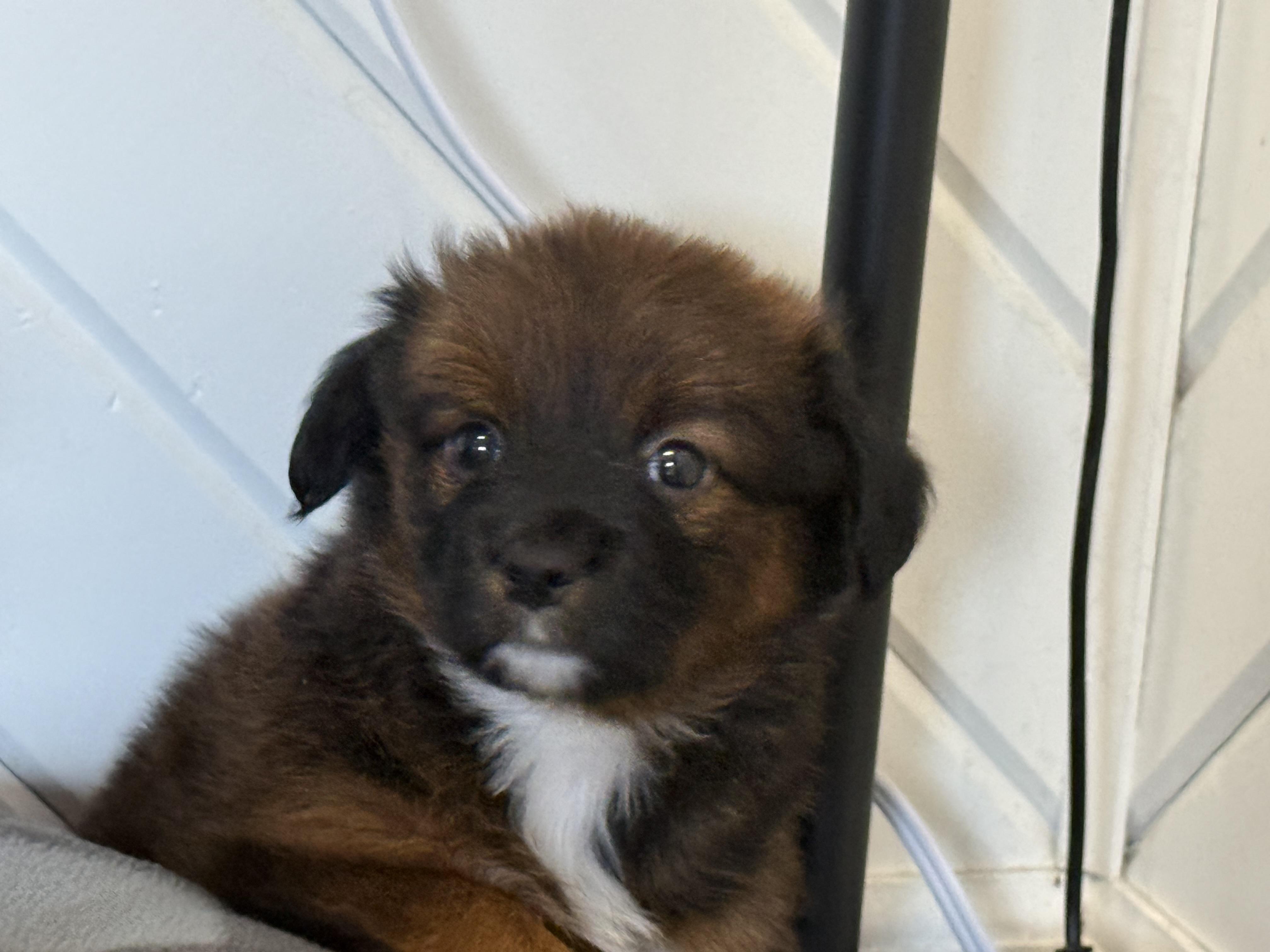 Nifty, adopted, Puppy Female Shepherd.