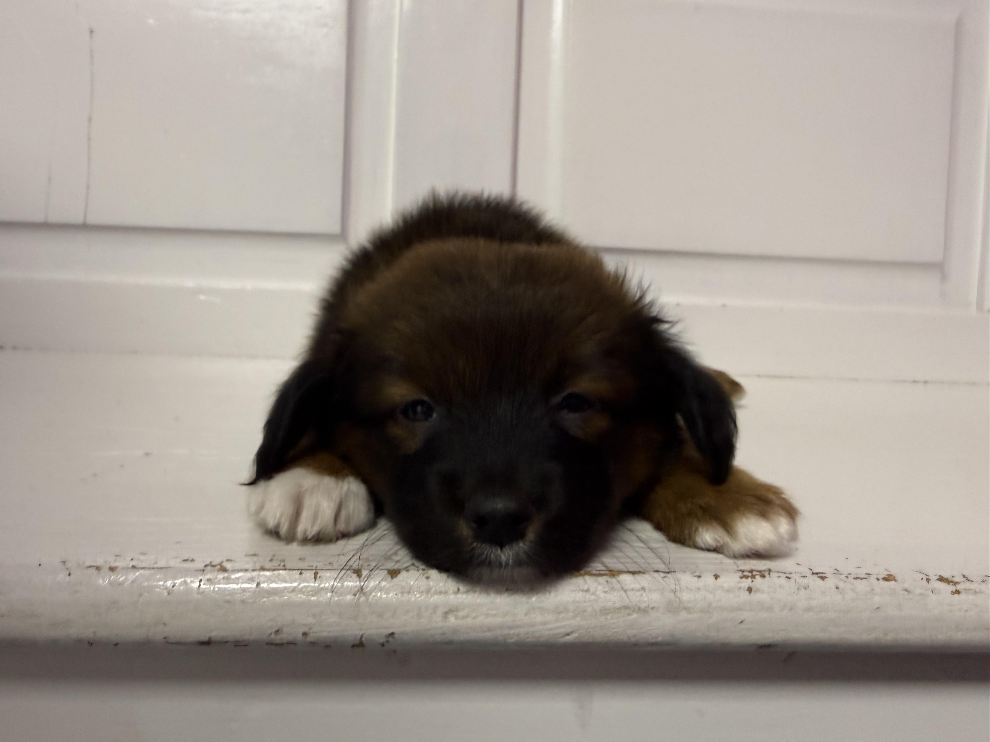 Enlarge Nifty, an adopted mixed breed in Aurora, IL image 3/5