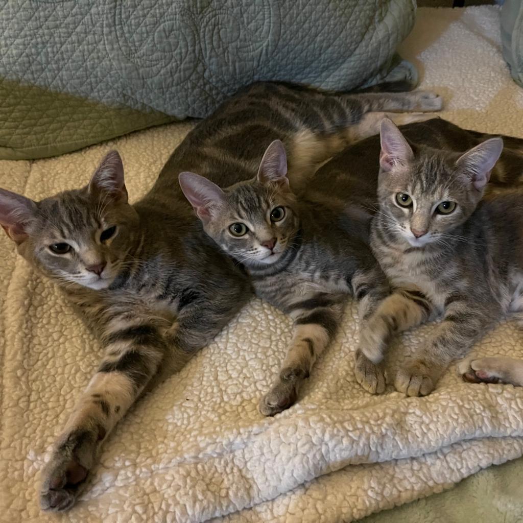 Enlarge Pigeon, a Adoptable Domestic Short Hair in Los Angeles, CA image 1/5