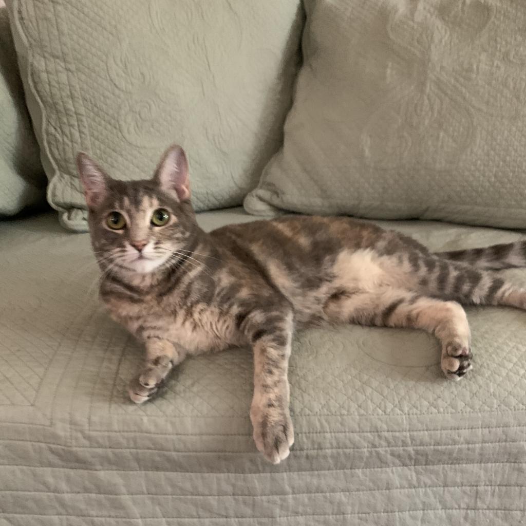 Enlarge Pigeon, a Adoptable Domestic Short Hair in Los Angeles, CA image 2/5