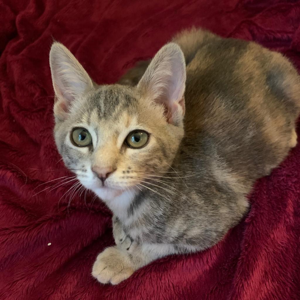 Enlarge Pigeon, a Adoptable Domestic Short Hair in Los Angeles, CA image 3/5