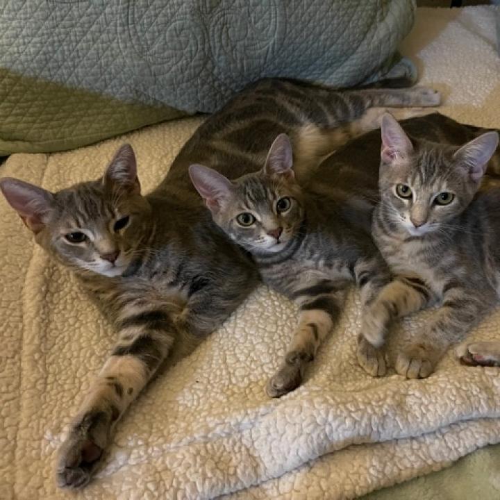 Enlarge Pigeon, a Adoptable Domestic Short Hair in Los Angeles, CA image 4/5