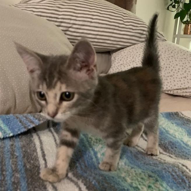 Enlarge Pigeon, a Adoptable Domestic Short Hair in Los Angeles, CA image 5/5