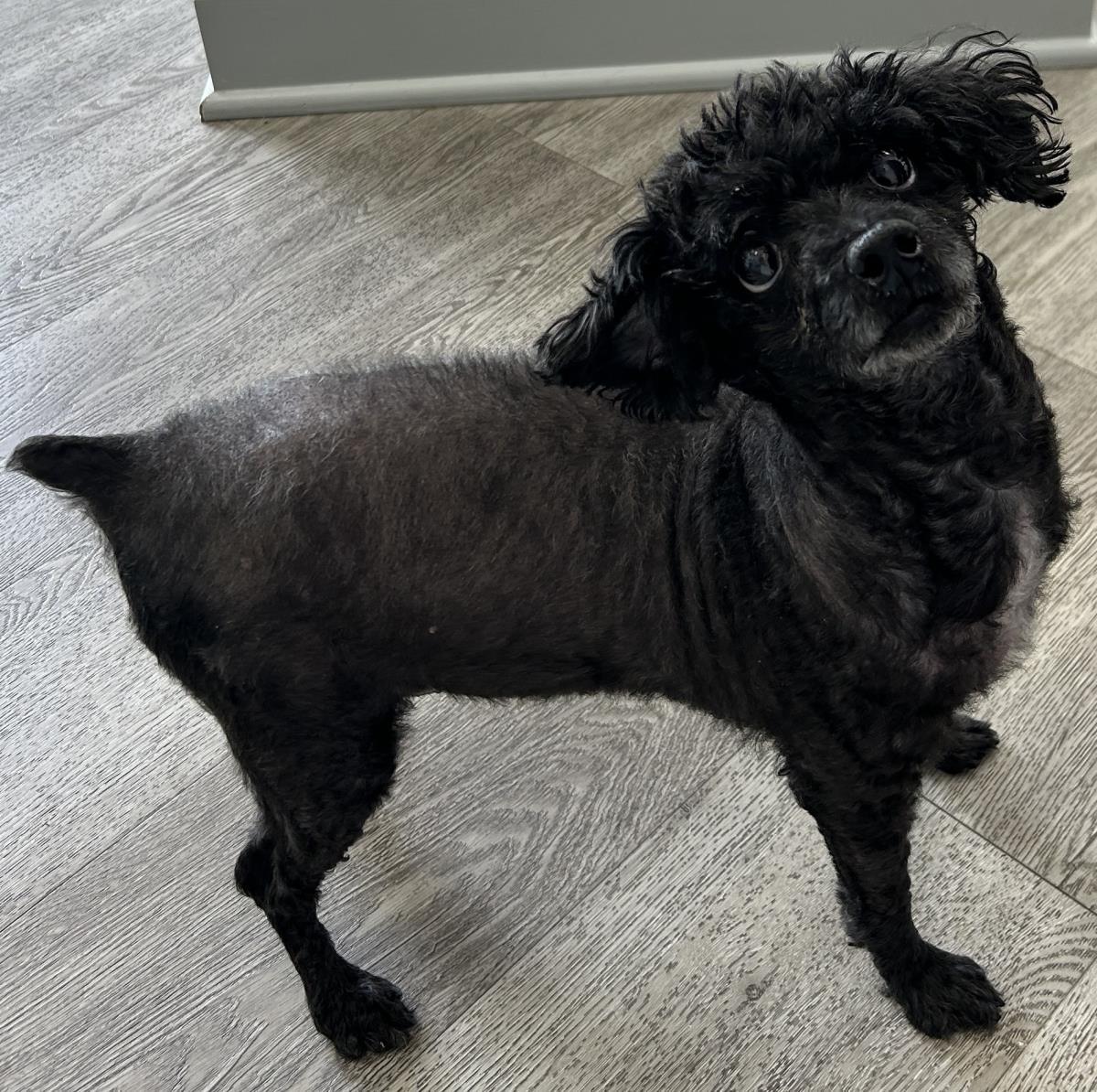 Melon, Adoptable, Senior Female Poodle.