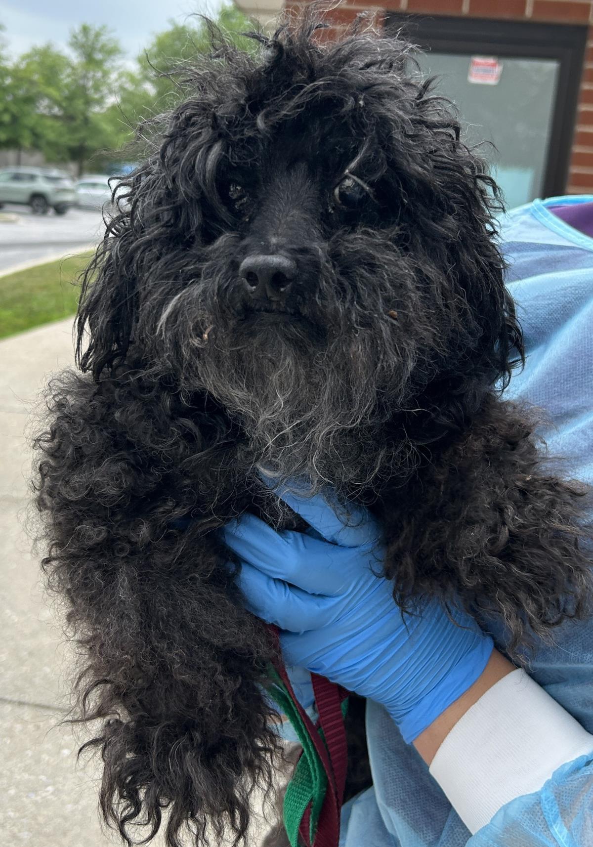 Melon, Adoptable, Senior Female Poodle.