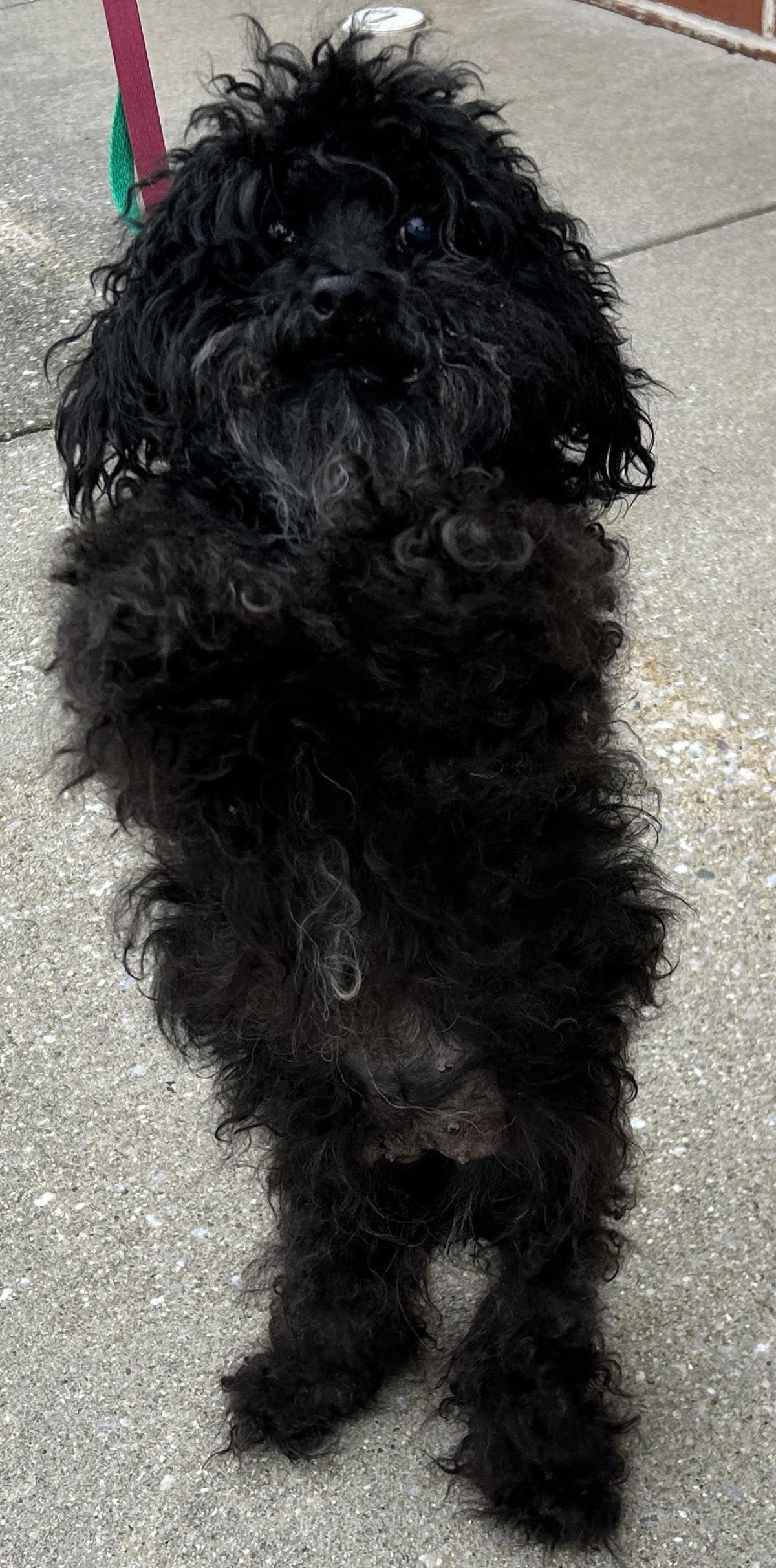 Enlarge Melon, a Adoptable Poodle in Westminster, MD image 2/3