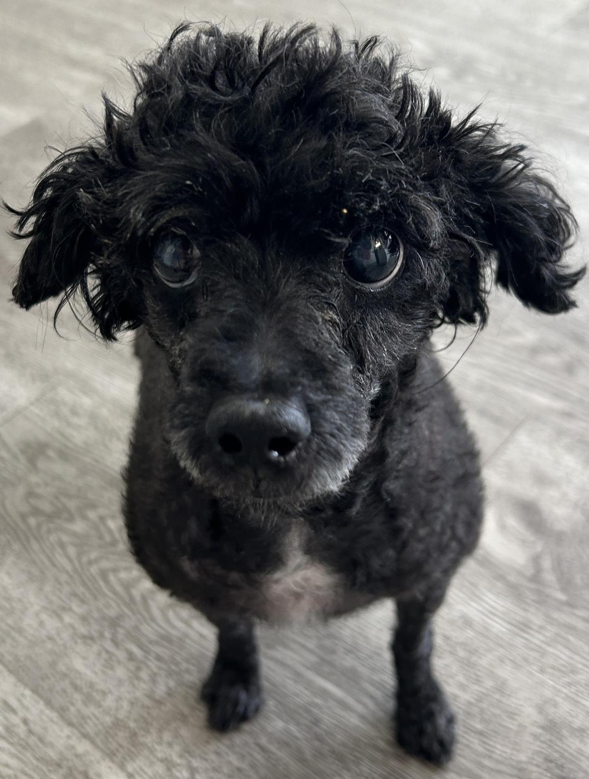 Melon, a Adoptable Poodle in Westminster, MD image 2/3