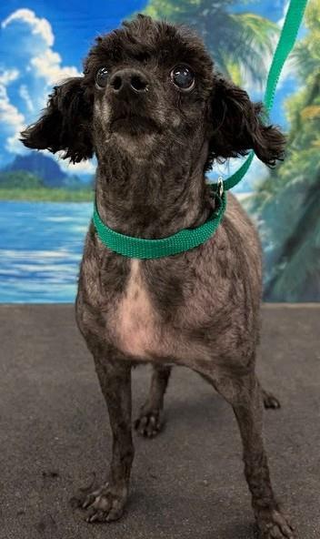 Enlarge Melon, a Adoptable Poodle in Westminster, MD image 3/3