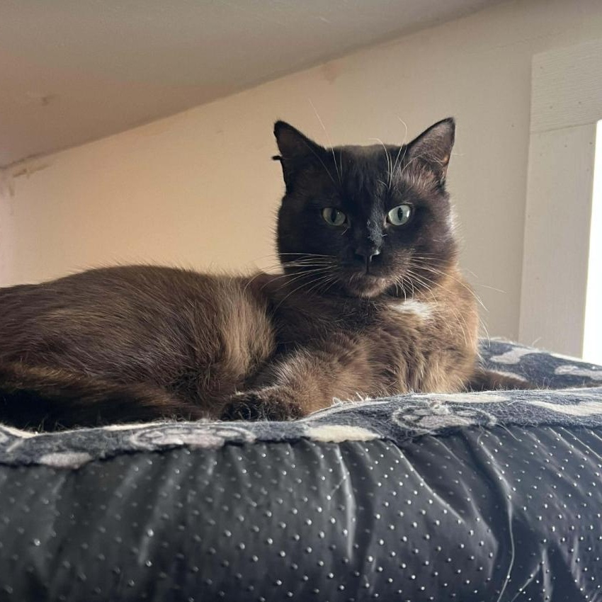 Enlarge Cypress , an adoptable Burmese in Kent, OH image 3/4
