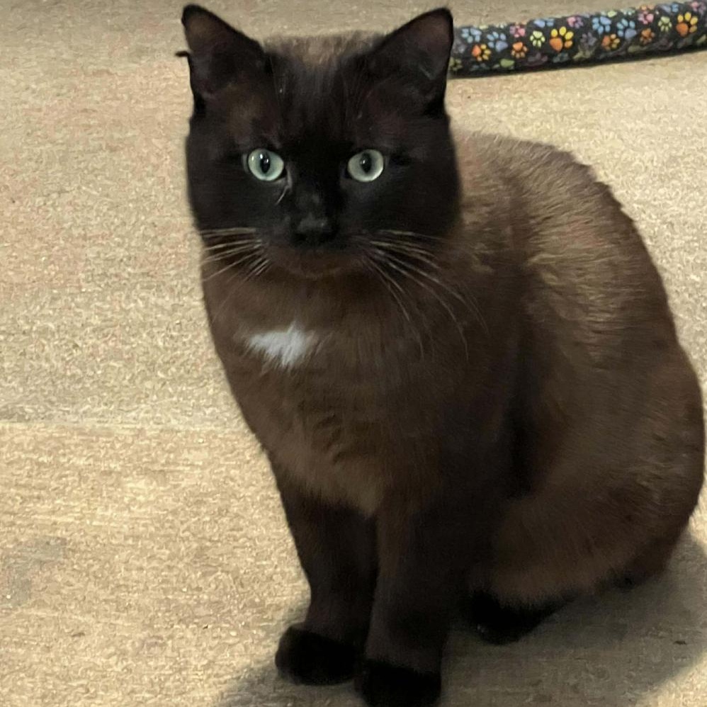 Enlarge Cypress , an adoptable Burmese in Kent, OH image 2/4