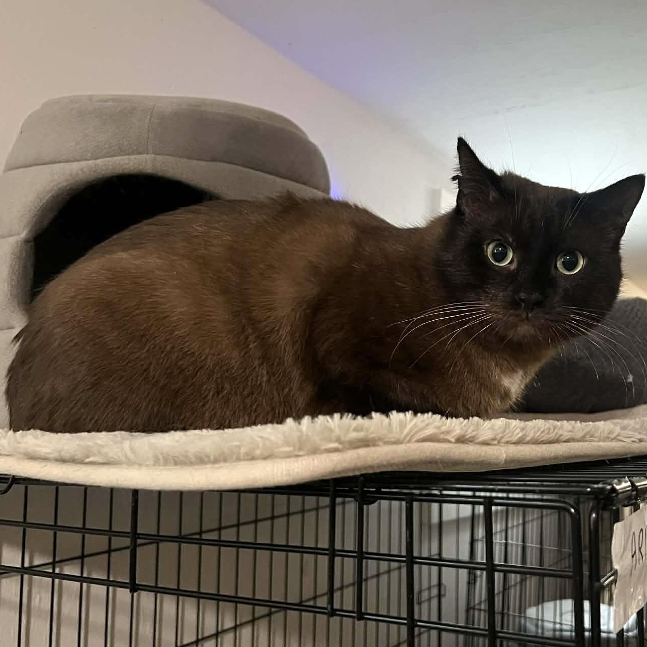 Enlarge Cypress , an adoptable Burmese in Kent, OH image 4/4