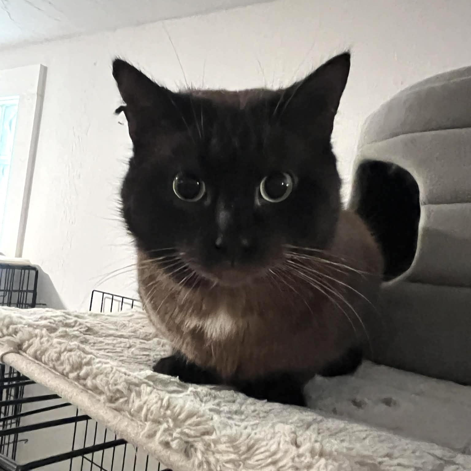 Enlarge Cypress , an adoptable Burmese in Kent, OH image 1/4