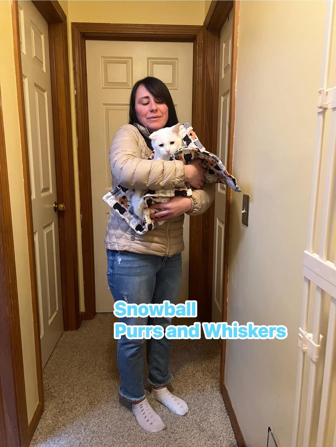 Enlarge Snowball, an adopted Domestic Short Hair in New Hartford, NY image 1/2