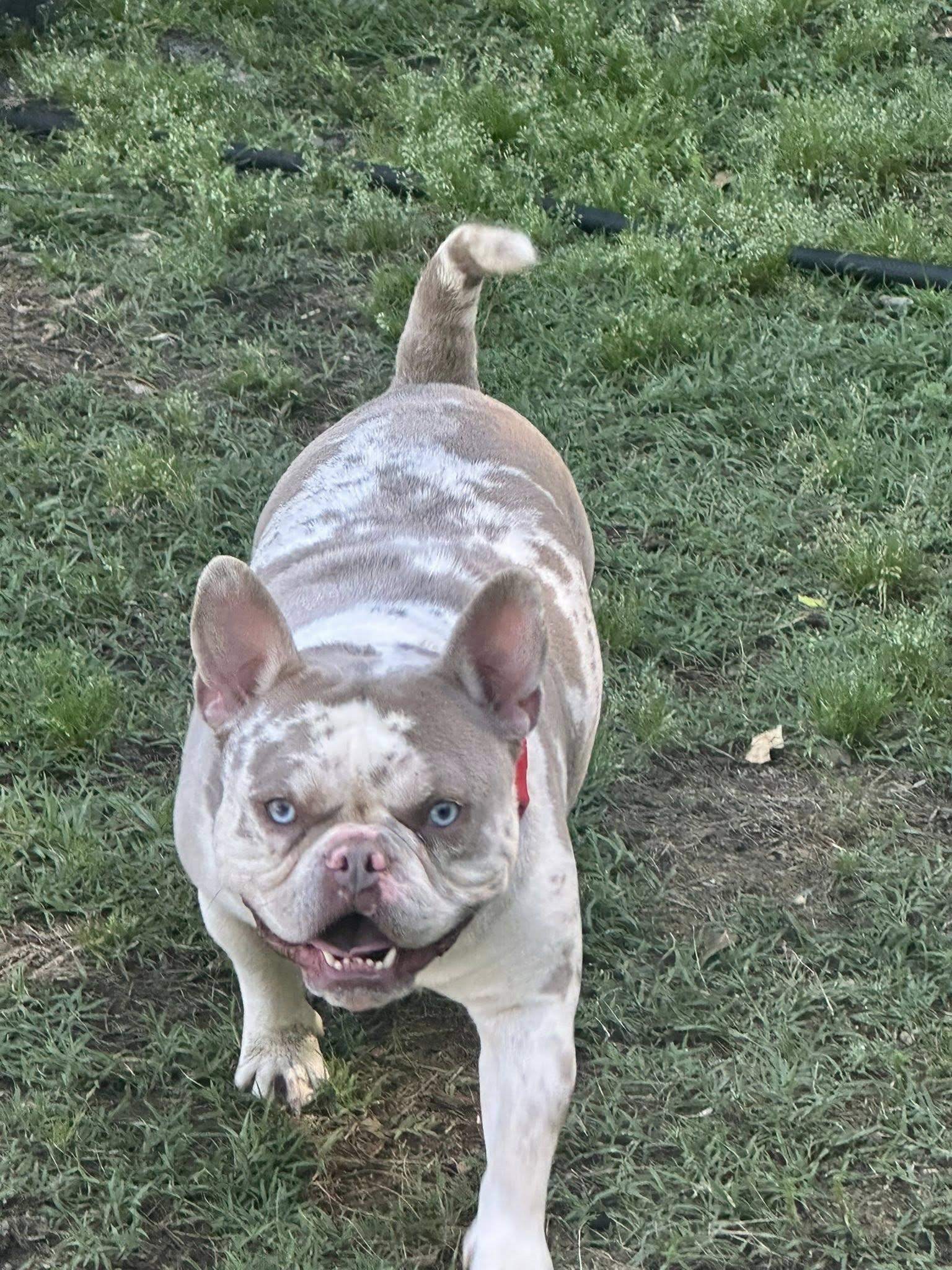 Porky photo