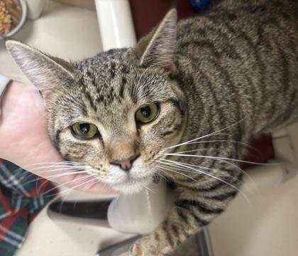 Pelvis Presley - I AM AT PetSmart Northborough, Adoptable, Young Male Domestic Short Hair & Domestic Short Hair.