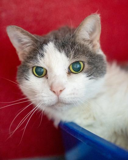 Parker, Adoptable, Senior Female Domestic Short Hair & Domestic Short Hair.