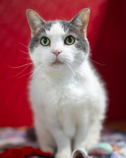 Parker, a Adoptable mixed breed in Pequot Lakes, MN image 2/2