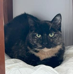Lottie, ADOPTABLE, Adult Female Tortoiseshell.