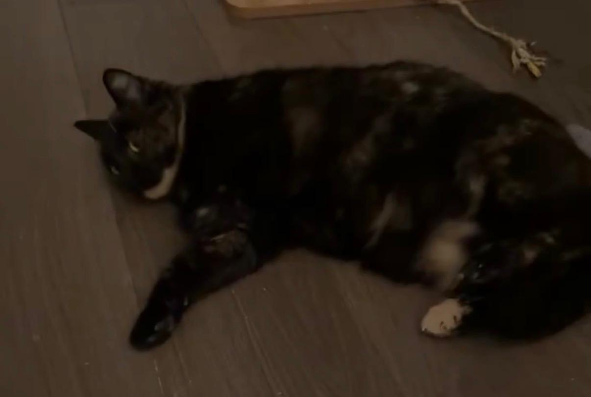 Lottie, a ADOPTABLE Tortoiseshell in Scarborough, ON image 3/3