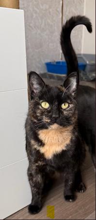 Lottie, a ADOPTABLE Tortoiseshell in Scarborough, ON image 2/3