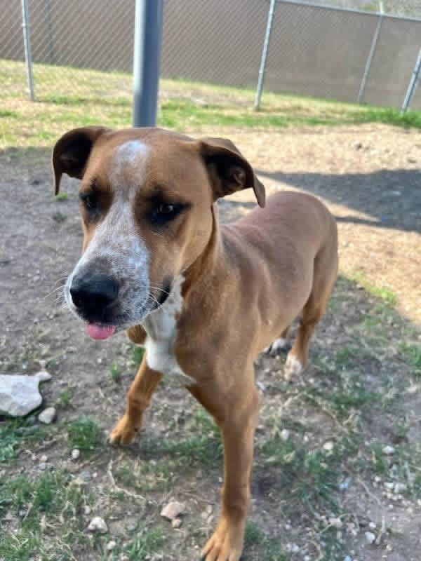 Max, a Adoptable mixed breed in Elkhorn, WI image 2/4