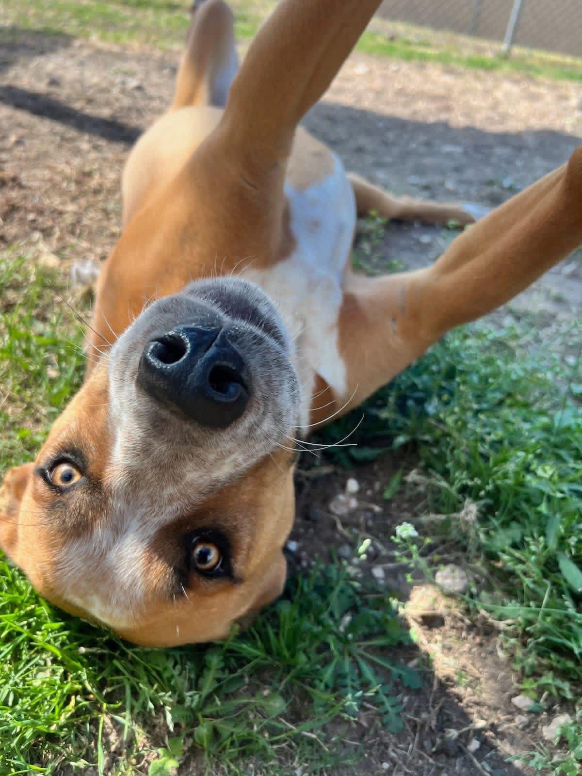 Max, a Adoptable mixed breed in Elkhorn, WI image 3/4