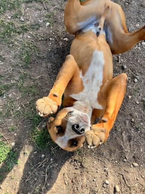 Max, a Adoptable mixed breed in Elkhorn, WI image 4/4