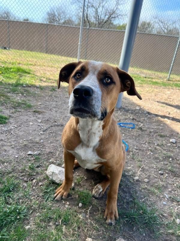 Max, a Adoptable mixed breed in Elkhorn, WI image 1/4