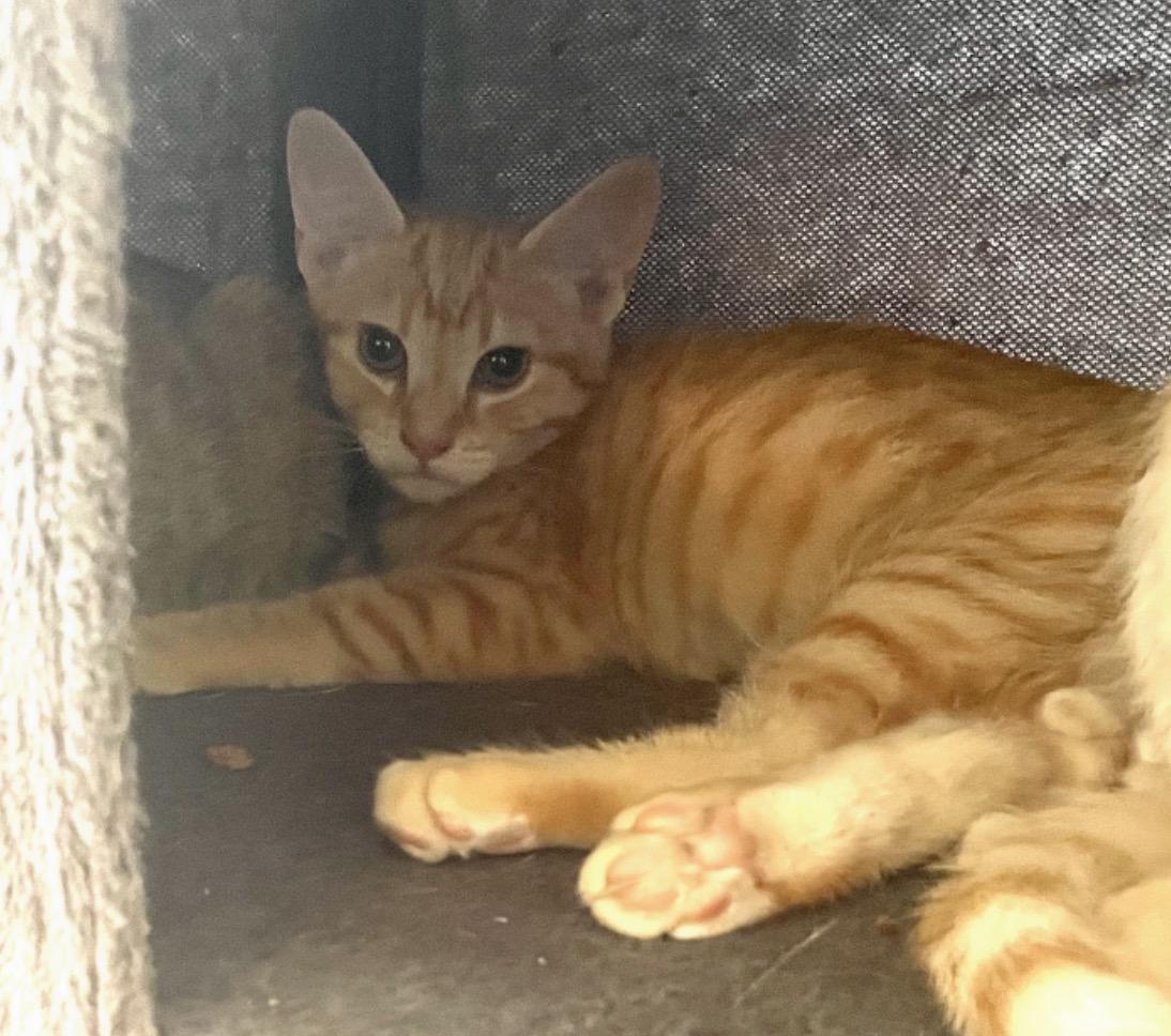 Enlarge Curry, an adopted Tabby in Murrieta, CA image 3/3