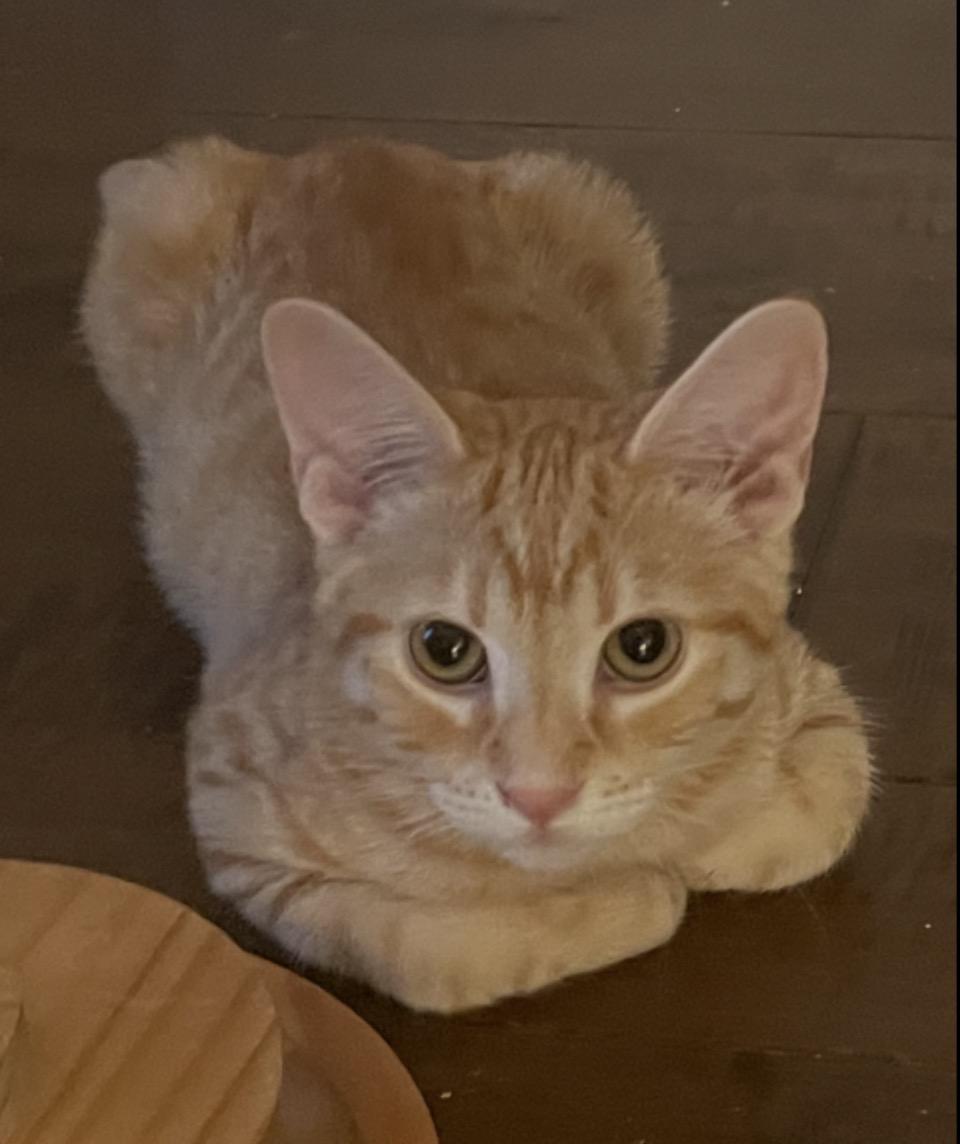 Enlarge Curry, an adopted Tabby in Murrieta, CA image 2/3