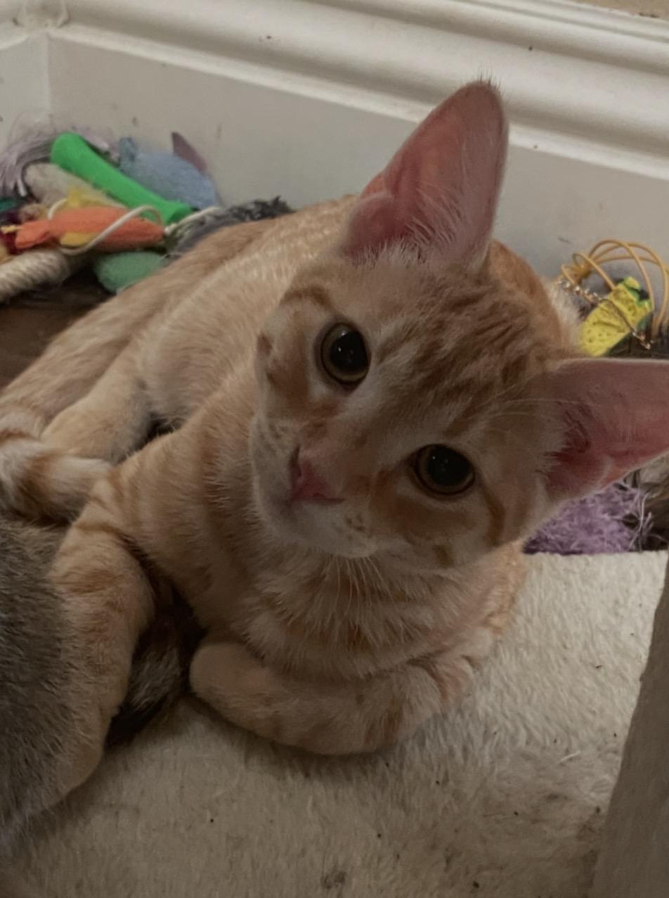 Curry, adopted, Kitten Male Tabby.