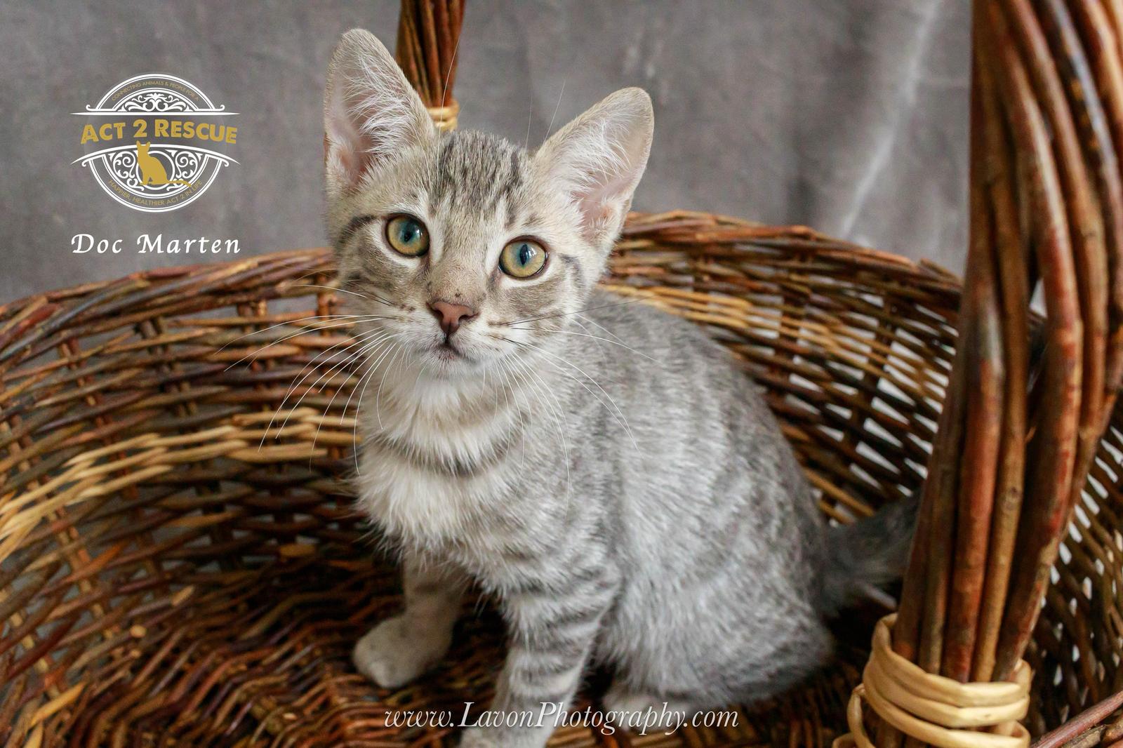Enlarge Doc Marten, a Adoptable Domestic Short Hair in Riverside, CA image 1/3