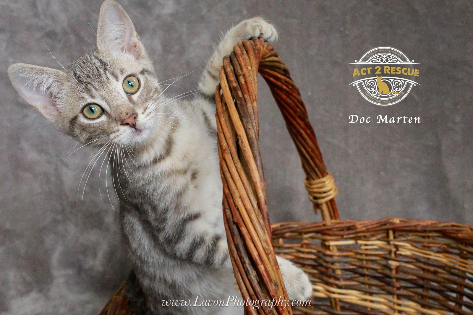 Enlarge Doc Marten, a Adoptable Domestic Short Hair in Riverside, CA image 2/3