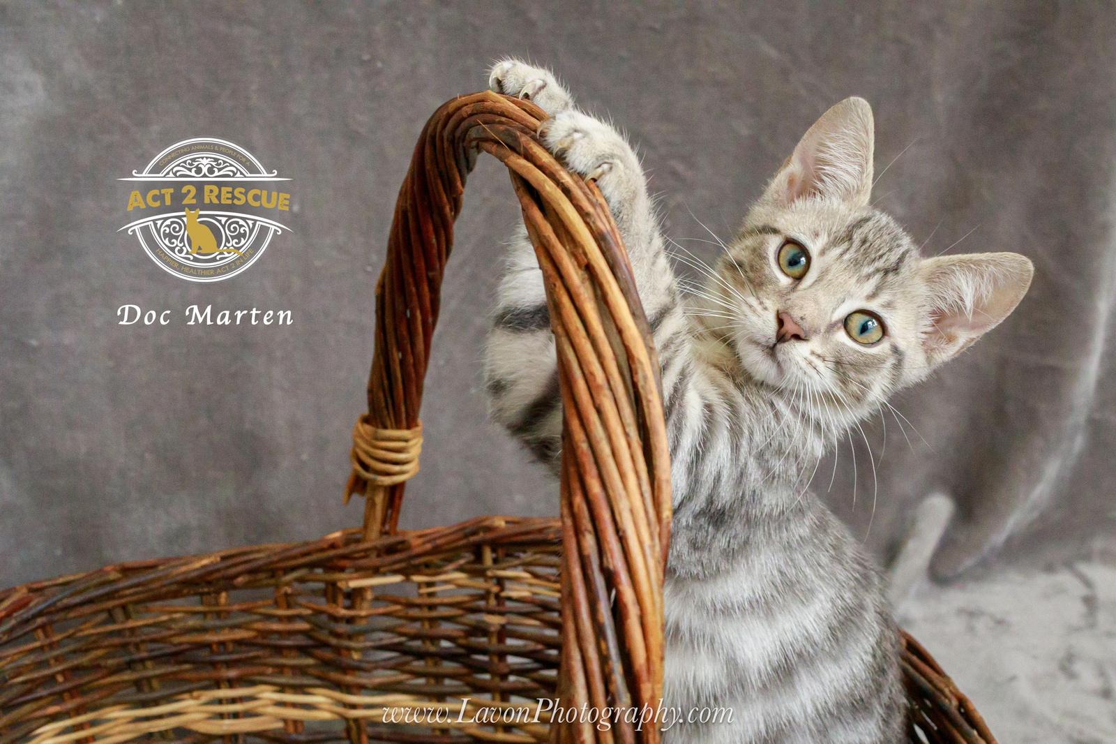 Enlarge Doc Marten, a Adoptable Domestic Short Hair in Riverside, CA image 3/3