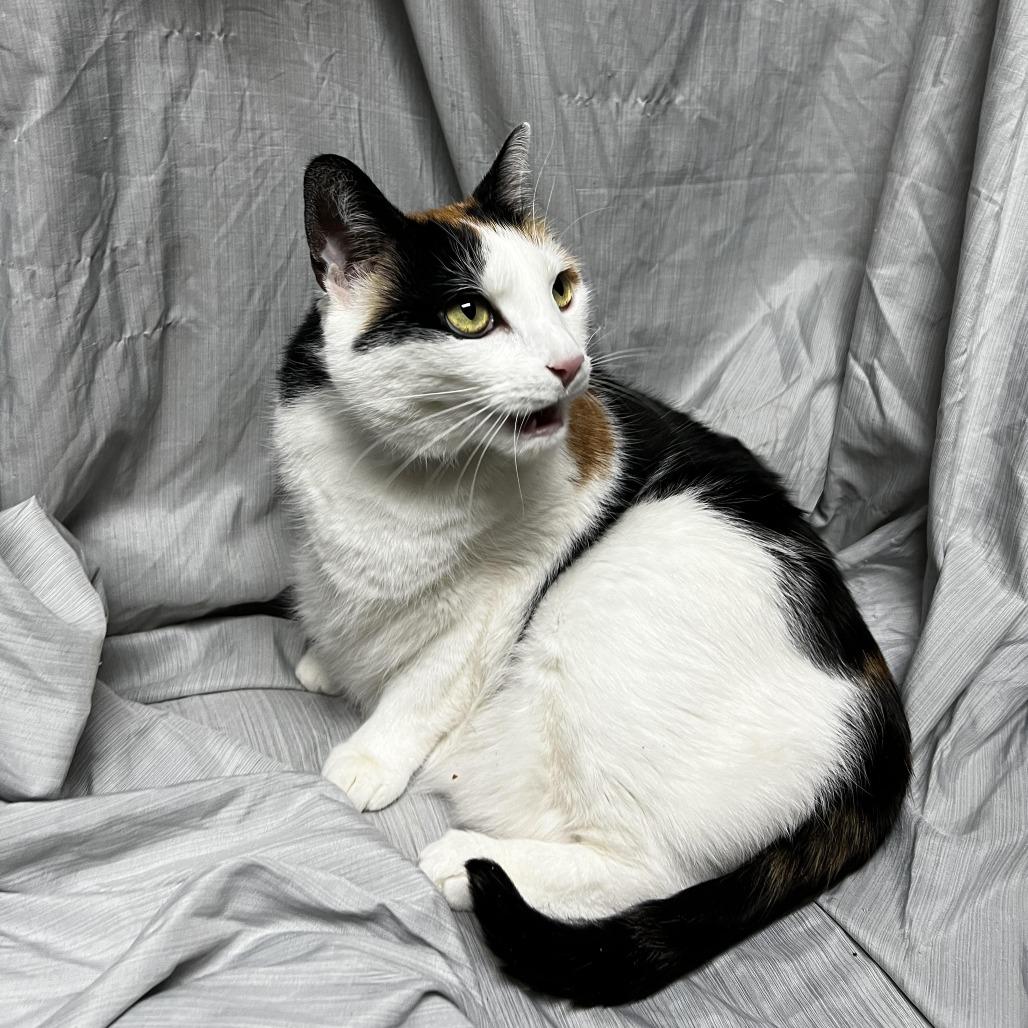 Enlarge Arizona, a Adoptable Domestic Short Hair in Raleigh, NC image 1/4