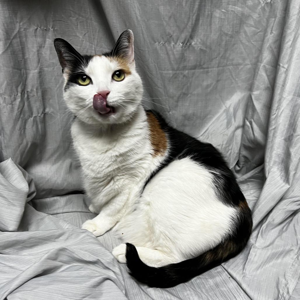 Enlarge Arizona, a Adoptable Domestic Short Hair in Raleigh, NC image 2/4