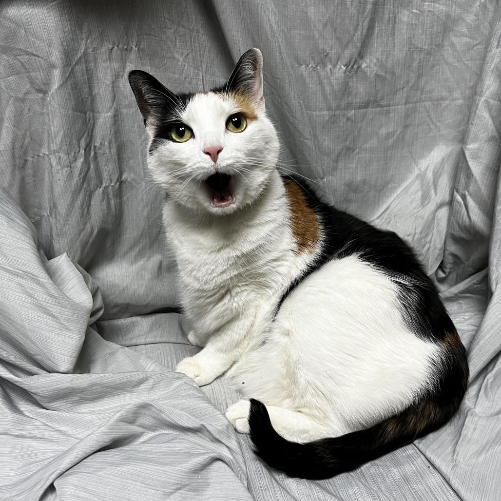 Enlarge Arizona, a Adoptable Domestic Short Hair in Raleigh, NC image 3/4