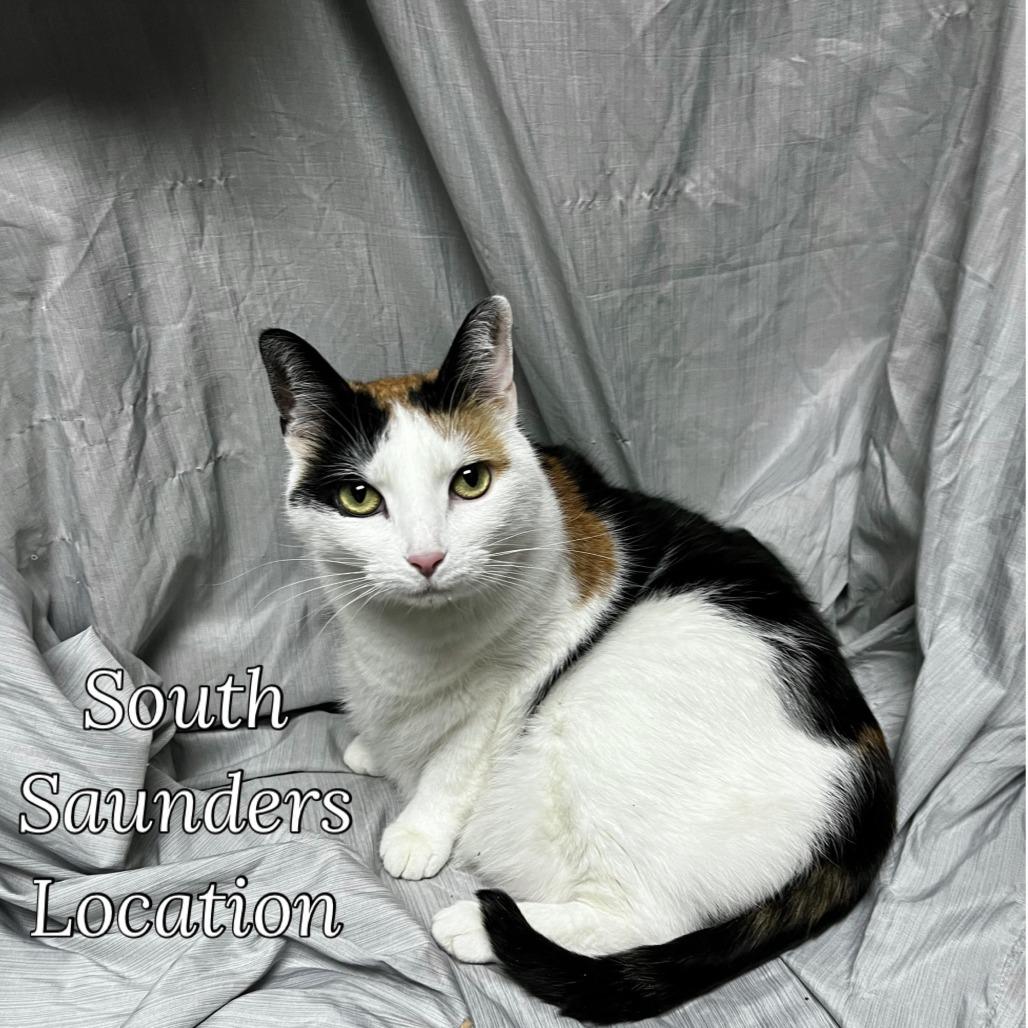 Enlarge Arizona, a Adoptable Domestic Short Hair in Raleigh, NC image 4/4