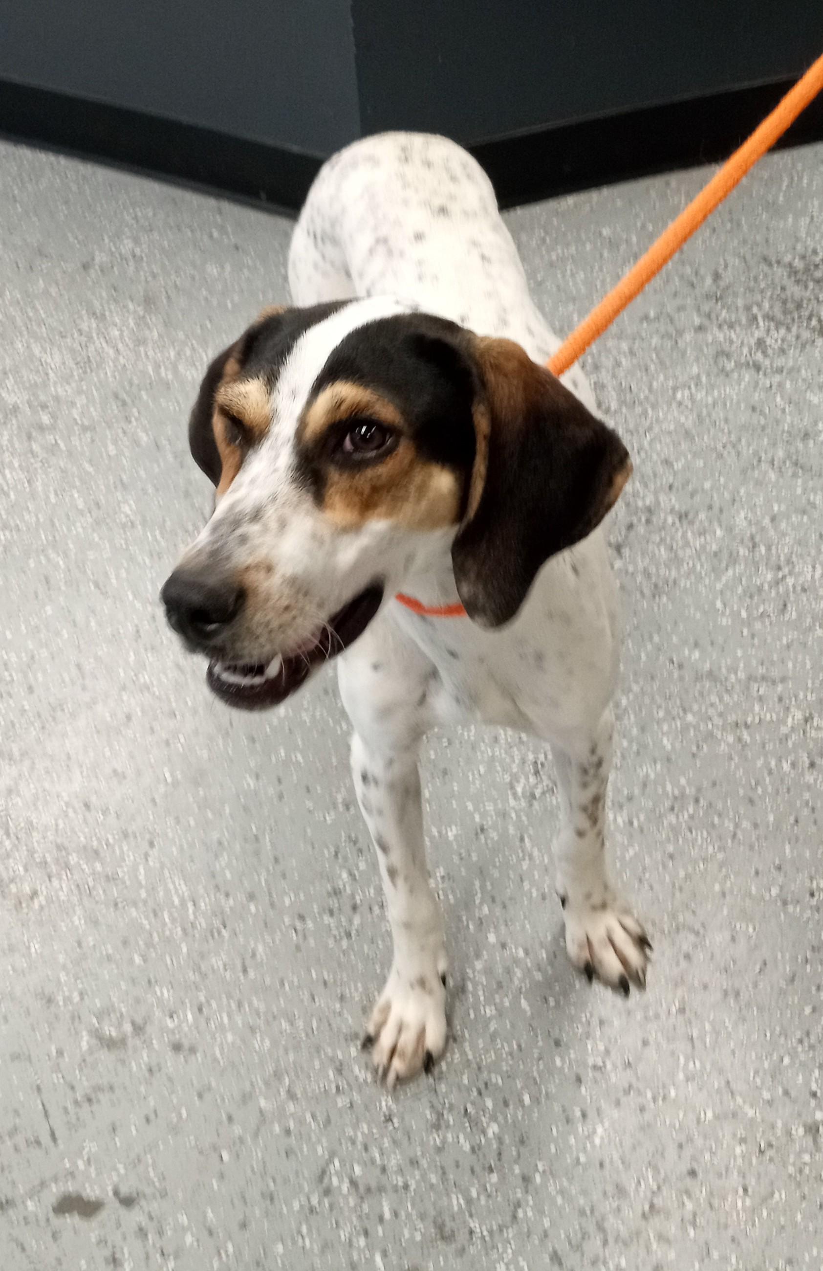 Dottie, adopted, Young Female Foxhound.