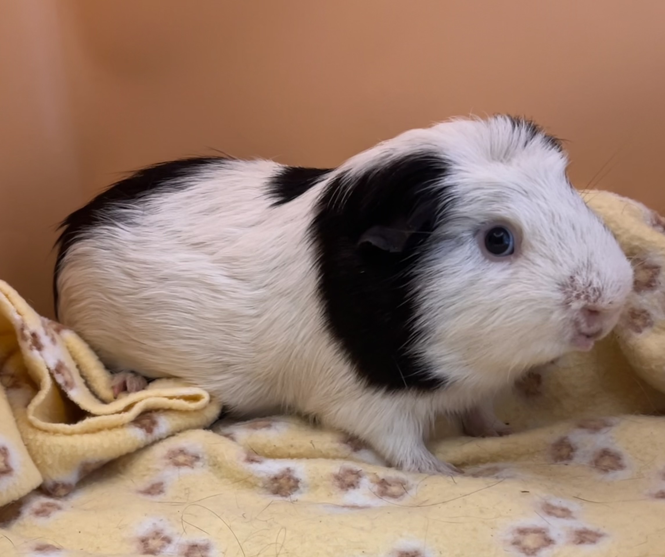 Enlarge Sir Nickolas, a Adoptable Guinea Pig in Eagle River, AK image 1/1