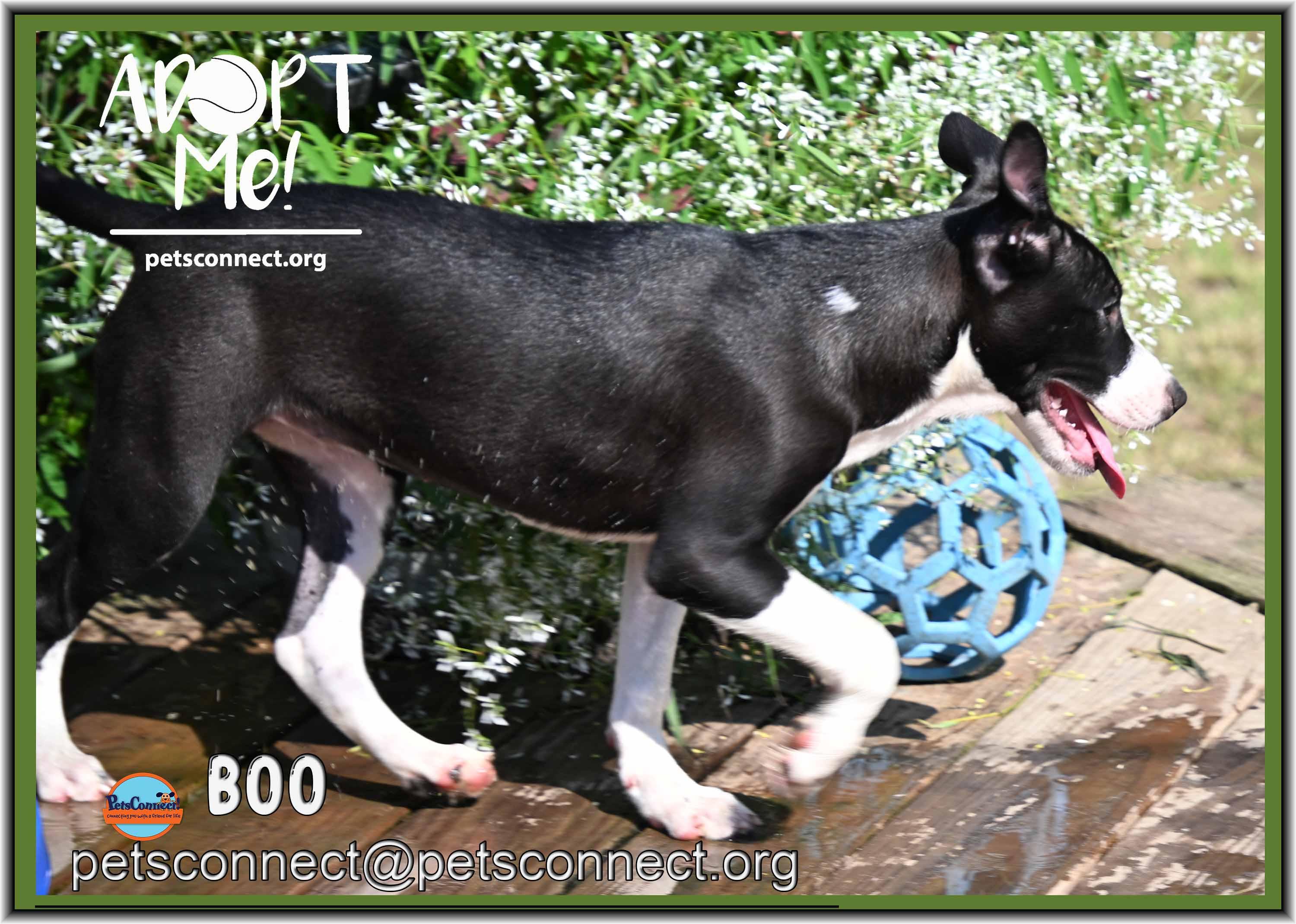 Enlarge Boo, a ADOPTABLE mixed breed in South Bend, IN image 5/5