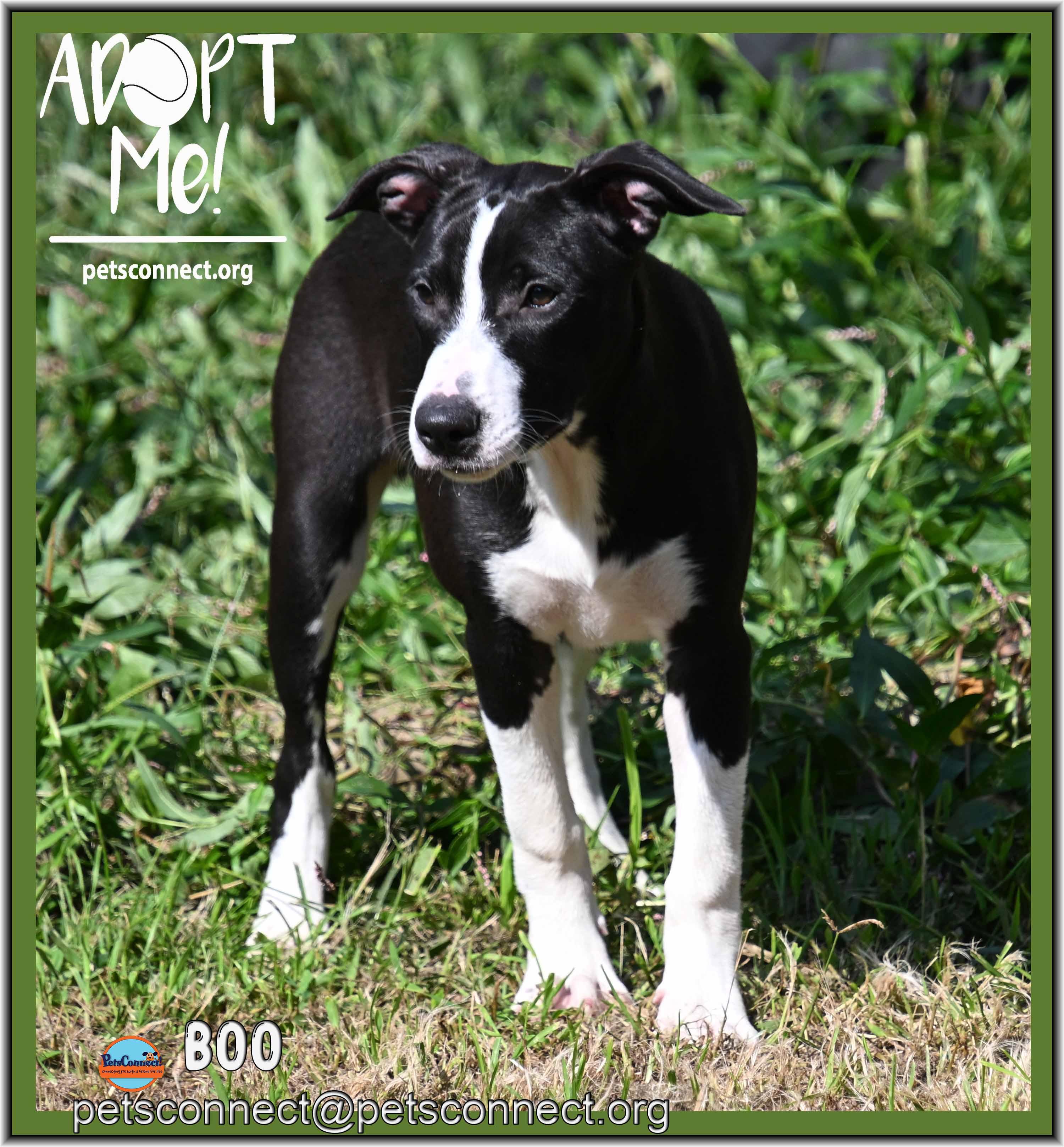 Enlarge Boo, a ADOPTABLE mixed breed in South Bend, IN image 1/5